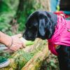 Dog Coats Small Waterproof,Warm Outfit Clothes Dog Jackets Small,Adjustable Drawstring Warm And Cozy Dog Sport Vest-pink size XL